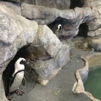 <p>Two of the penguins in the new temporary penguin exhibit at Beardsley Zoo in Bridgeport.</p>