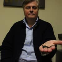 <p>Leech Therapist Andrew Plucinski said leeches are used across the world for many different purposes, but a stigma in the United States prevents most Americans from taking it seriously.</p>