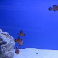 <p>Remember the movie character, &quot;Nemo&quot;? He was a clownfish like this one bred at Gills Aquarium Store.</p>