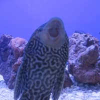 <p>Have trouble keeping your fish tank clean? This Pleco fish, for sale at Gills, eats the algae.</p>