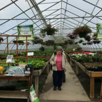 <p>A shopper strolls the aisles at Gilbertie&#x27;s Herb and Garden Center in Westport.</p>