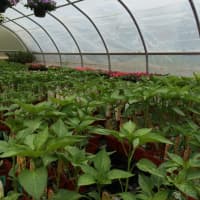 <p>The plants are primed for the picking at Gilbertie&#x27;s Herb and Garden Center in Westport.</p>