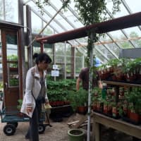 <p>Customers snap up tomato plants at Gilbertie&#x27;s Herb and Garden Center of Westport.</p>