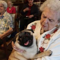 <p>Rocco initially came to Brightview as Meehan&#x27;s pet, but his friendly nature became therapeutic for many of the residents.</p>