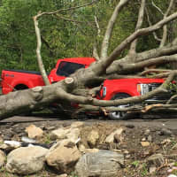 <p>A truck is destroyed by a tree on Cottage Road in Carmel.</p>