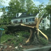 <p>A tree was uprooted during the storm on Rochelle Road.</p>