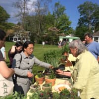 <p>Nancy Moore sells an aloe plant to a customer on the first day of the 2016 Trumbull Farmers Market season.</p>