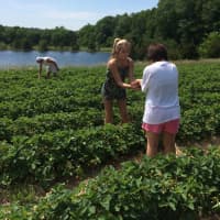 <p>Jones Family Farm is open for strawberry picking.</p>