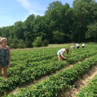 <p>Strawberry lovers got a jump on the pick-your-own season at Jones Family Farms Thursday.</p>
