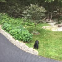 <p>The black bear sighted in Kent.</p>