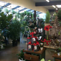 <p>The Gardener&#x27;s Center &amp; Florist of Darien is a 35-year-old family business.</p>
