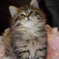 <p>Kaiya at six weeks old. &quot;A lot of the kittens just seemed like regular little kittens,&quot; said Kempa. &quot;Kaiya just had a little spark about her.&quot;</p>