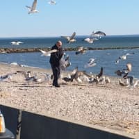 <p>A man makes a flock of instant friends while feeding birds on Stratford&#x27;s Long Beach Wednesday.</p>