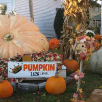 <p>A pumpkin weighting 1,826 pounds on display at 50 Parsons St. in Harrison.</p>