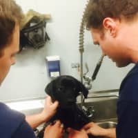 <p>Firefighters bathe Ava after saving her from running loose in the Bronx.</p>