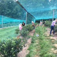 <p>Blueberry fans toil under netting to protect the delicate fruit.</p>