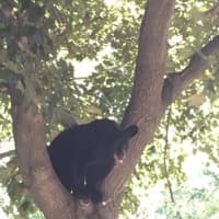 <p>A bear cub ran up a tree in Paramus Wednesday morning.</p>