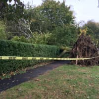 <p>Sunday&#x27;s storm brought down this large tree on Old Post Road in Fairfield.</p>