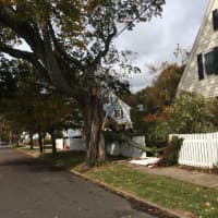 <p>A large part of this tree came down on the rear of a home on Grovers Avenue in the Black Rock section of Bridgeport.</p>