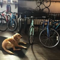 <p>It&#x27;s dog-friendly at Pacific Cycling &amp; Triathlon in Stamford.</p>