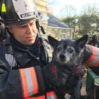 <p>Westport firefighters rescue a dog from a blaze at a home on Cross Highway on Monday morning.</p>