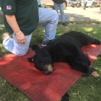 <p>This bear cub was rescued from a tree on Stella Court in Paramus Wednesday.</p>
