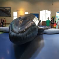 <p>A new inflatable whale has taken up residence at Norwalk&#x27;s Maritime Aquarium.</p>