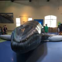 <p>A new inflatable whale has taken up residence at Norwalk&#x27;s Maritime Aquarium.</p>