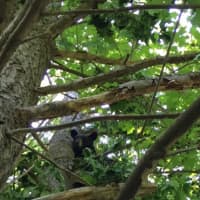 <p>A bear is up a tree near downtown New Canaan on Tuesday.</p>