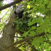 <p>A bear is up a tree Tuesday near downtown New Canaan.</p>