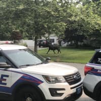 <p>Police in Suffolk County are alerting residents after a bull escaped from an area farm.</p>