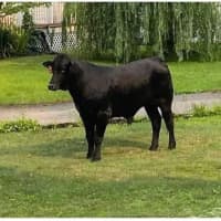 <p>The bull escaped from a Suffolk County farm.</p>