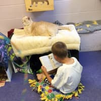 <p>During the last Pet Rescue open house, children read aloud from &quot;Harry Potter and the Cursed Child,&quot; published on July 31. Sunday&#x27;s open house runs from noon to 2 p.m. at 7 Harrison Ave. in Harrison.</p>