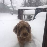 <p>Rex tries to walk in the Ossining snow.</p>