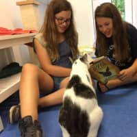 <p>A couple dozen Girl Scouts from Rye Brook and Port Chester will hold their third open house at Pet Rescue of Harrison, on Sunday, Aug. 28 from noon to 2 p.m. at the &quot;Kitty Cottage,&quot; 7 Harrison Ave.</p>
