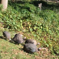 <p>An interesting breed of chickens comes to check out the groundbreaking at the Stamford Museum &amp; Nature Center.</p>