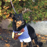 <p>Mason won Best Dog Costume for his rock star getup.</p>