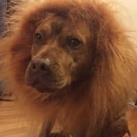 <p>Hope the cowardly lion from Hackensack.</p>