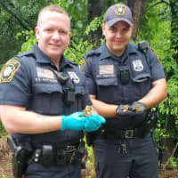 <p>These Elmwood Park police officers knew what was best for the baby ducks playing in traffic.</p>