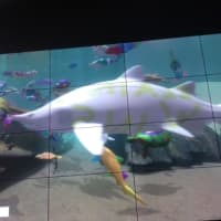<p>A shark with a written message on his side glides by on the  interactive board at the Maritime Aquarium in Norwalk. Oct. 2016.</p>