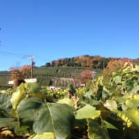 <p>Although color is creeping across the ridgeline at Silverman&#x27;s Farm in Easton, there is plenty of green still visible on Friday, Oct. 14, 2016.</p>