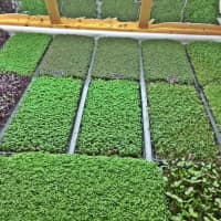 <p>These tiny greens pack a big nutritional punch according to the folks who grow them at Indoor Organic Gardens of Poughkeepsie.</p>