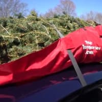<p>Adjustable straps attach the Tree Transporter to the car.</p>