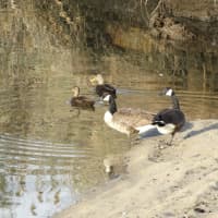 <p>Waterfowl are abundant in the area&#x27;s waterways.</p>