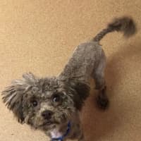 <p>Juju is a 10-month-old Shipoo that came to PAWS as an owner -surrender. Initially his coat was badly overgrown and matted, but it was groomed courtesy of a volunteer groomer. Sweet and playful, he&#x27;s looking for his forever home.</p>