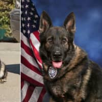 Beloved New Canaan K9 Retires After Nearly 10 Years Of Service
