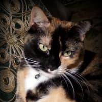 <p>Kallie the calico cat, pictured, is missing, according to a South Salem family.</p>