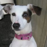 <p>Kerri, who was found as a stray, is Pet of the Week at the Putnam Humane Society in Carmel.</p>