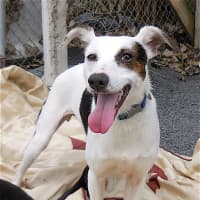 <p>Kerri, who was very frightened when she first came to the Putnam Humane Society in Carmel, is now an affectionate dog who plays well with other shelter residents and loves to have her belly rubbed.</p>