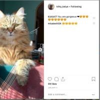 <p>Follow Kitty Kaiya on Instagram.</p>